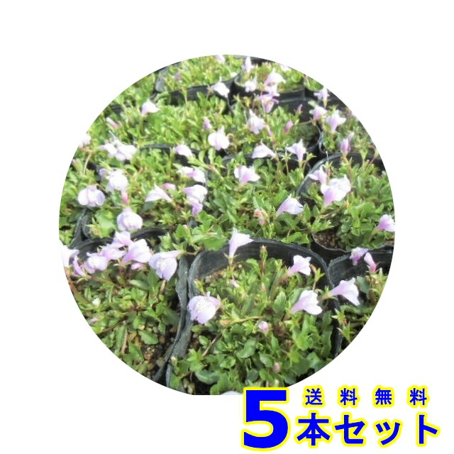 サギゴケ ムラサキサギゴケ 9 0cmポット 84本セット 送料無料 苗 植木 苗木 グランドカバー Www Grupo Syz Com