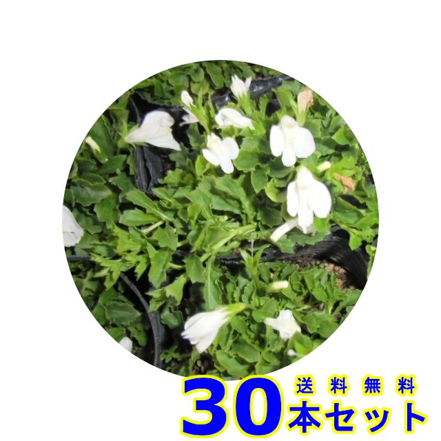 楽天市場 グランドカバー サギゴケ シロバナ 鷺苔 白花 9 0ｐ 30本 グランドカバー 下草 雑草予防 猪之助商店