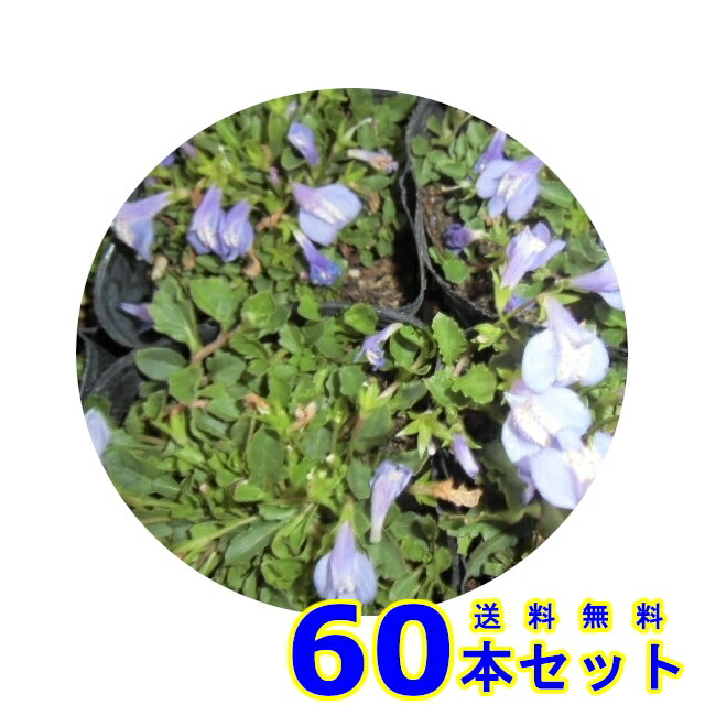 954円 限定special Price サギゴケ ピンク 鷺苔 ピンク花 9 0p 5本 954円 限定special Price サギゴケ ピンク 鷺苔 ピンク花 9 0p 5本