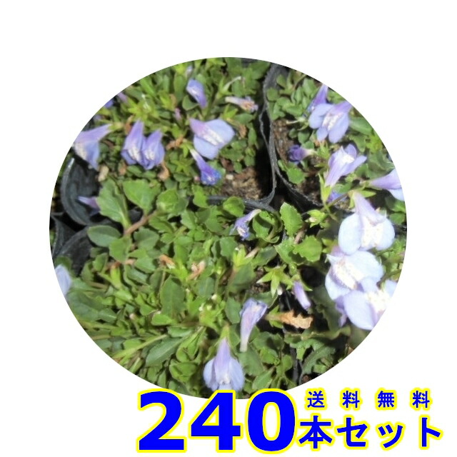 最も信頼できる サギゴケ 9 0ｐ 送料無料 グランドカバー 鷺苔 ムラサキ 240本 紫花 ムラサキ 下草 雑草予防 鷺苔 お庭で季節の花と緑を楽しむ グランドカバー 着後レビューで送料無料