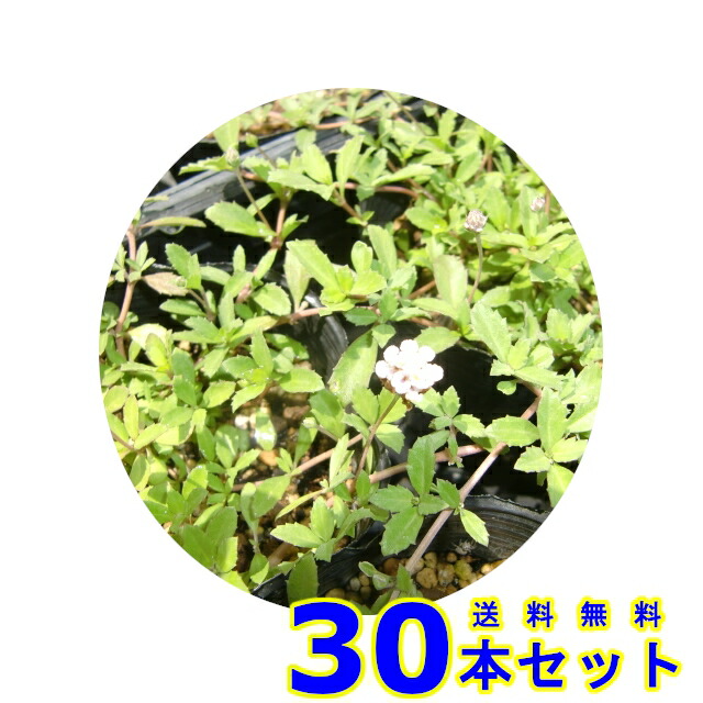 代引不可】 10.5ｐ アサクラ サザンカ 山茶花 植木 白花 苗木 15本 樹高0.4ｍ