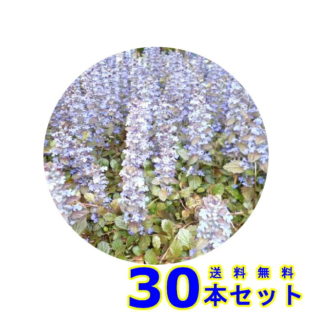 取扱店は アジュガ 多年草 9 0ｐ 210本 グランドカバー 下草 雑草予防 猪之助商店 在庫有新品 Www Fisiosportmedicalcenter It