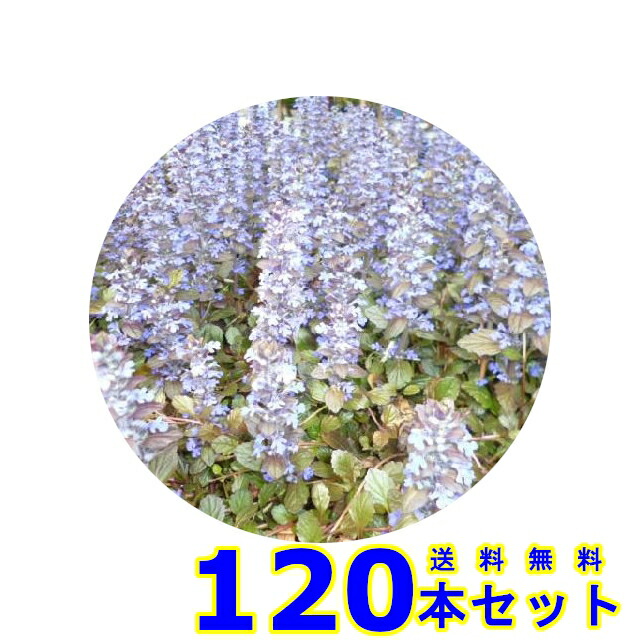 アジュガ (多年草) 9.0ｐ 120本 グランドカバー　下草　雑草予防