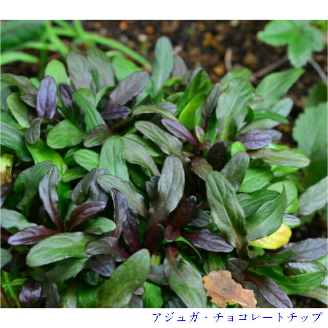 取扱店は アジュガ 多年草 9 0ｐ 210本 グランドカバー 下草 雑草予防 猪之助商店 在庫有新品 Www Fisiosportmedicalcenter It