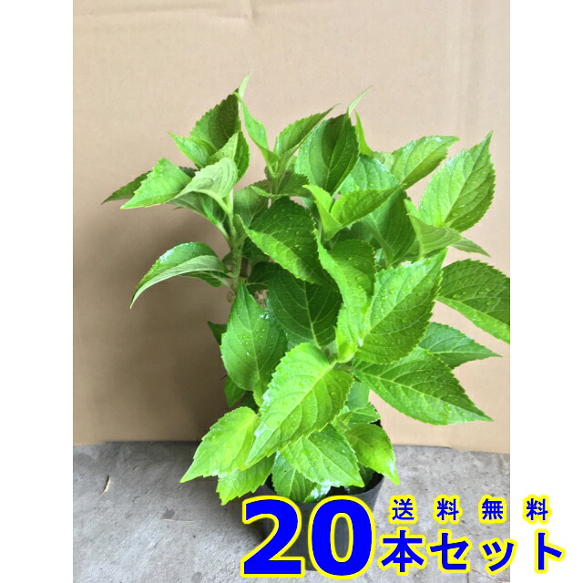 アジサイ (紫陽花) 15.0ｐ 20本 樹高0.3ｍ前後 15.0ｐ 植木　苗木　シンボルツリー　生垣