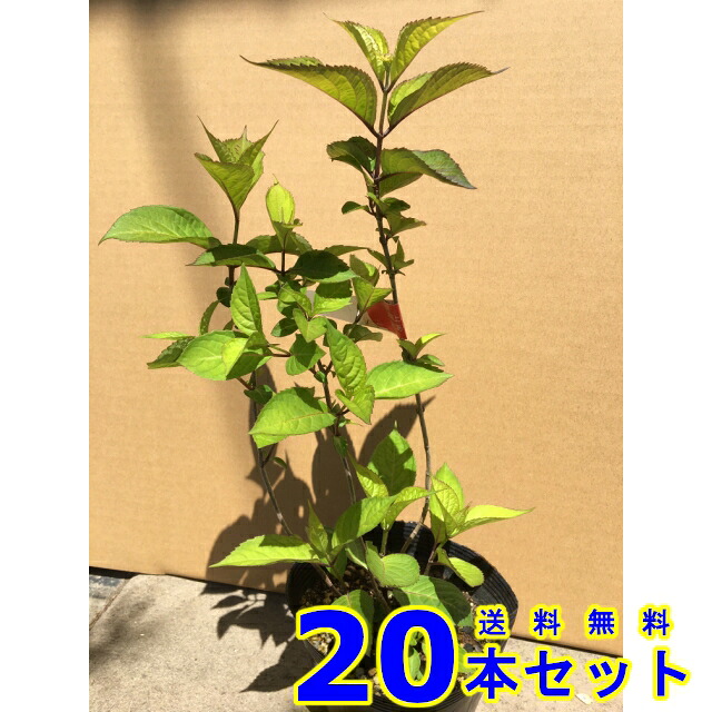 アジサイ　オトヒメ　ヤマアジサイ　 (紫陽花　乙姫) 13.5ｐ 20本 樹高0.3ｍ前後 13.5ｐ 植木　苗木　シンボルツリー　生垣 17,686円