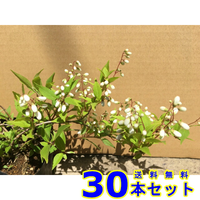 ヒメウツギ (姫卯木) 12.0ｐ 30本 樹高0.2ｍ前後 12.0ｐ 植木　苗木　シンボルツリー　生垣