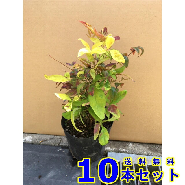 オタフクナンテン (お多福南天)  13.5ｐ          10本      樹高0.2ｍ前後   13.5ｐ 植木 若木 符牒天然木 生け垣
