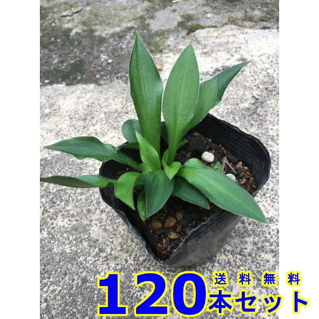 ホソバギボウシ (細葉ギボウシ 多年草)  10.5ｐ          120本      地べた取りまかなう 下草 雑草止めること