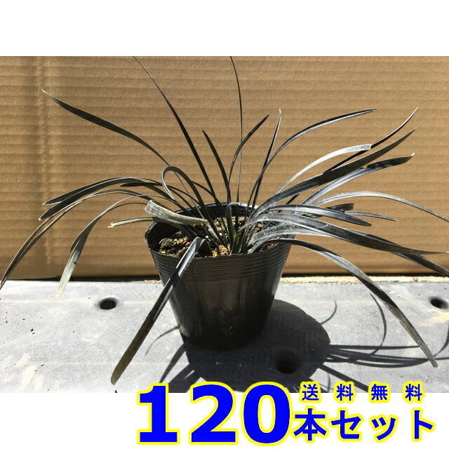 コクリュウ (黒竜)  10.5ｐ          120本      競技場取りまかなう 下草 雑草止めること