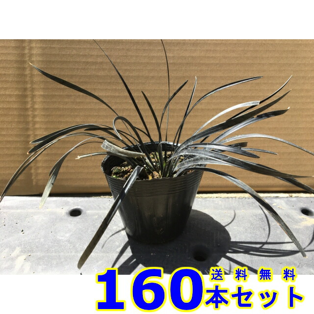 コクリュウ (黒竜)  10.5ｐ          160本      地びた取りまかなう 下草 雑草止めること