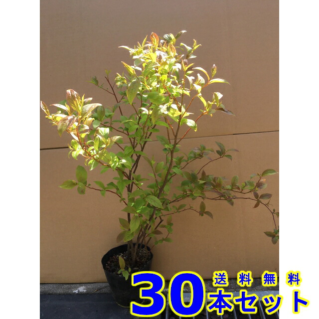 コバノズイナ (小葉の髄菜) 13.5ｐ 30本 樹高0.3ｍ前後 13.5ｐ 植木　苗木　シンボルツリー　生垣