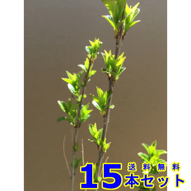 コムラサキシキブ (小紫式部) 15.0ｐ 15本 樹高0.4ｍ前後 15.0ｐ 植木　苗木　シンボルツリー　生垣｜猪之助商店