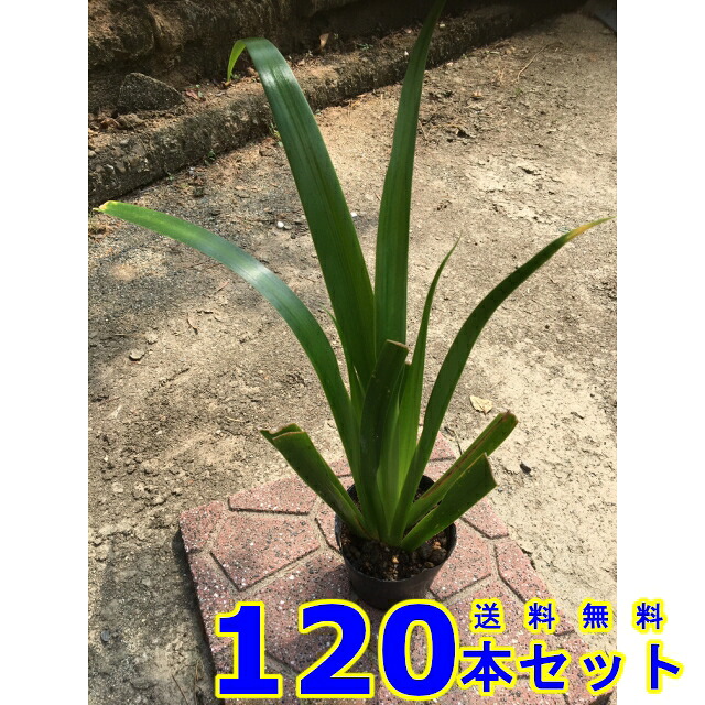 シャガ (射干) 10.5ｐ 120本 グランドカバー　下草　雑草予防