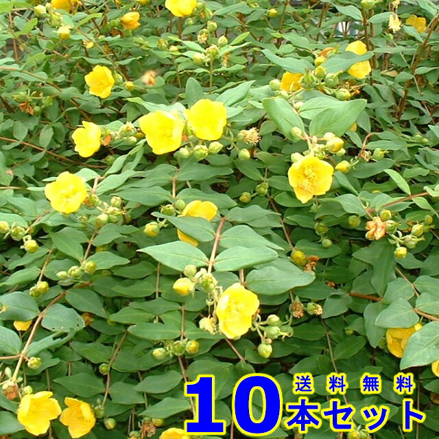 ヒペリカム (ヒデ厚地の外套)  15.0ｐ          10本      樹高0.3ｍ前後   15.0ｐ 植木 若木 生け垣