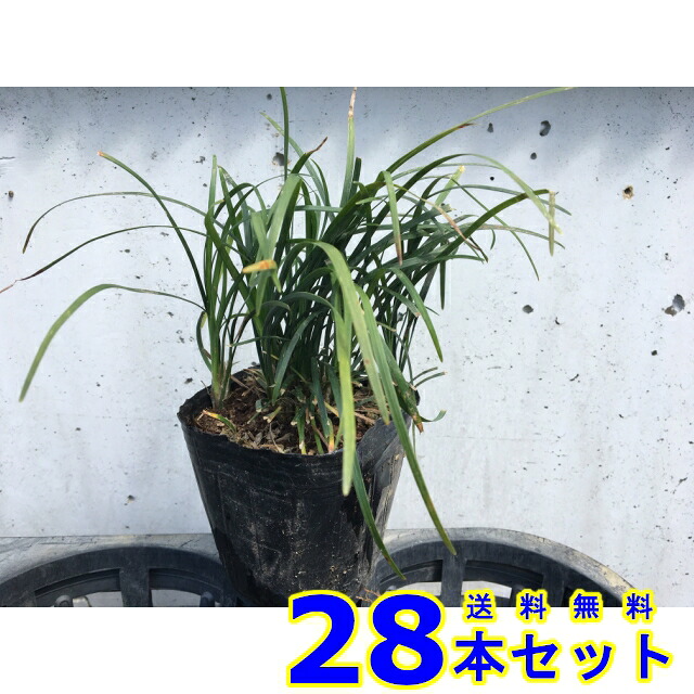 リュウノヒゲ (竜の髯)  9.0ｐ          28本      地びた覆いかぶせる 下草 雑草止めること