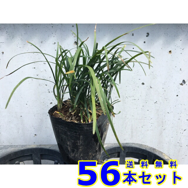 リュウノヒゲ (竜の髯) 9.0ｐ 56本 グランドカバー　下草　雑草予防