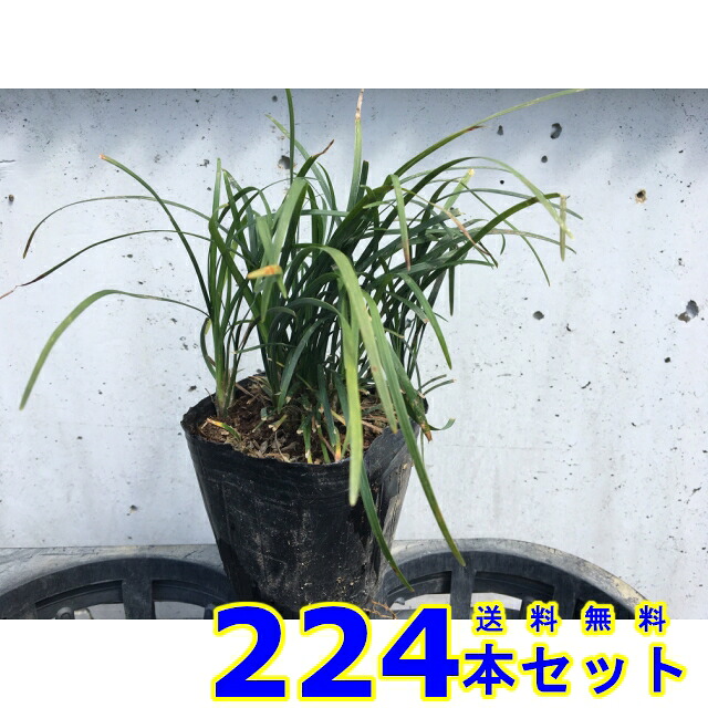 リュウノヒゲ (竜の髯)  9.0ｐ          224本      地びた取りまかなう 下草 雑草止めること