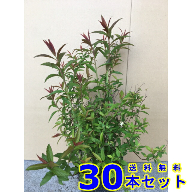 シモツケ (下野 花色 ピンク) 15.0p 30本 樹高0.3m前後 15.0p 植木 苗木 シンボルツリー 生垣|猪之助商店