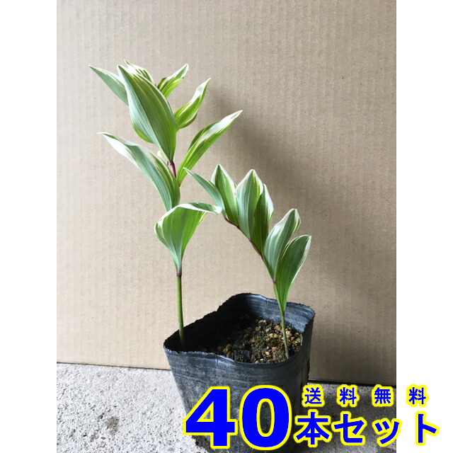 フイリアマドコロ (フイリナルコラン　フイリナルコユリ) 9.0ｐ 40本 樹高0.2ｍ前後 9.0ｐ 植木　苗木　シンボルツリー　生垣 14,948円
