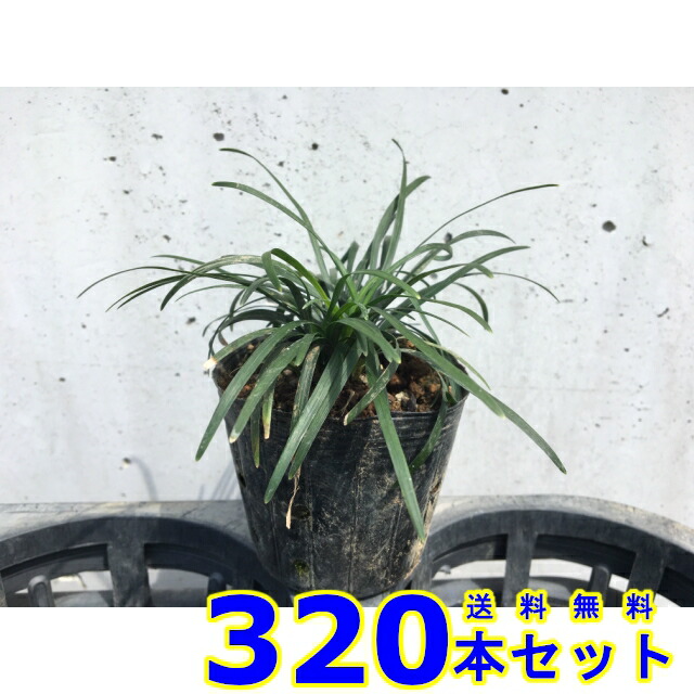 地べた上包み タマリュウ 玉竜 7 5 3基本 グランドカバー 下草 雑草予防 Birdtheartist Co Uk
