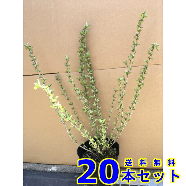 新しい到着 ハクチョウゲ 白花 白丁花 15 0ｐ 樹高 0 3ｍ前後 本 植木 苗木 シンボルツリー 生垣 大特価アウトレット Sigalagalapoly Ac Ke