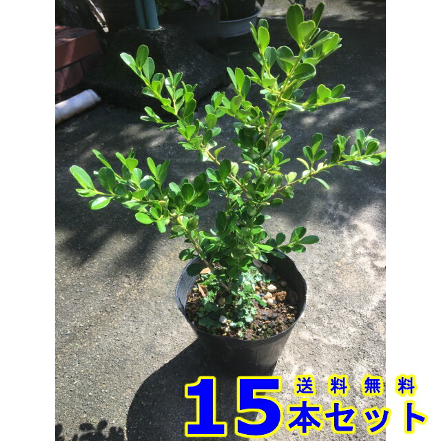 生垣　ボックスウッド (常緑樹　低木) 13.5ｐ 15本 樹高0.3ｍ前後 13.5ｐ 植木　苗木　シンボルツリー　生垣