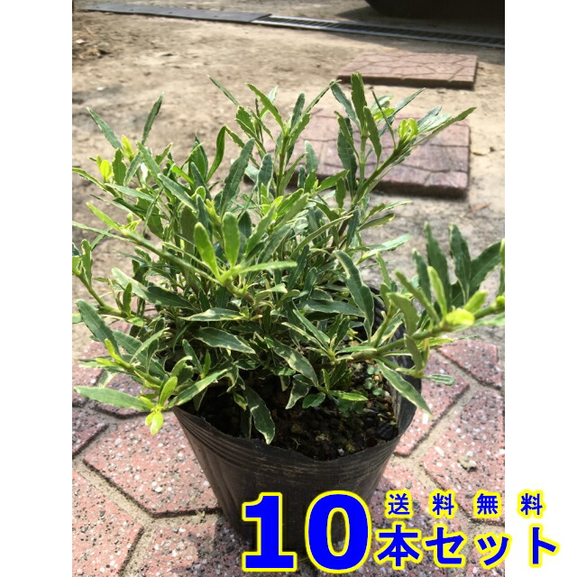 12 0ｐ 0 1ｍ前後 お庭で季節の花と緑を楽しむ 斑入り皐月躑躅 樹高 フイリヒメクチナシ 植木 フイリヒメクチナシ 0 1ｍ前後 送料無料 10本 植木 苗木 シンボルツリー 生垣 猪之助商店