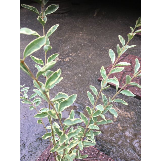 【楽天市場】シルバープリペット (斑入りプリペット) 10.5p 15本 樹高0.3m前後 10.5p 植木 苗木 シンボルツリー 生垣:猪之助商店 【楽天市場】シルバープリペット (斑入りプリペット) 10.5p 15本 樹高0.3m前後 10.5p 植木 苗木 シンボルツリー 生垣:猪之助商店