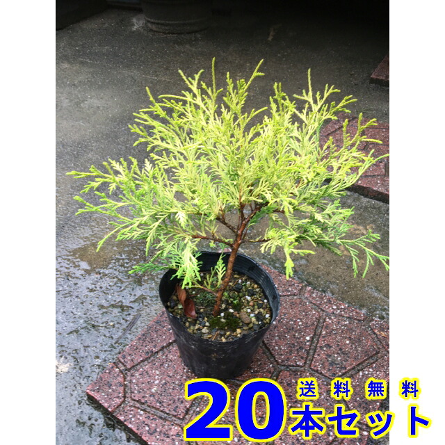 生垣　コニファー　フィリフェラ・オーレア (オウゴンヒヨクヒバ) 15.0ｐ 20本 樹高0.2ｍ前後 15.0ｐ 植木　苗木　シンボルツリー　生垣