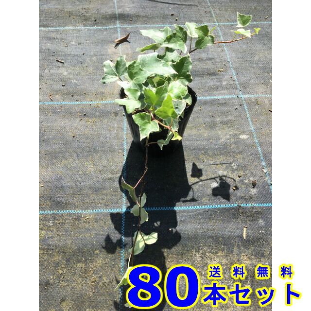 ヘデラヘリックス グレーシャー (斑入りセイヨウキヅタ・アイビー) 10.5ｐ 80本 グランドカバー　下草　雑草予防