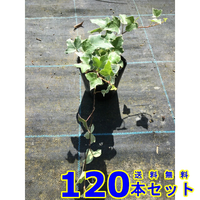 ヘデラヘリックス グレーシャー (斑入りセイヨウキヅタ・アイビー) 10.5ｐ 120本 グランドカバー　下草　雑草予防