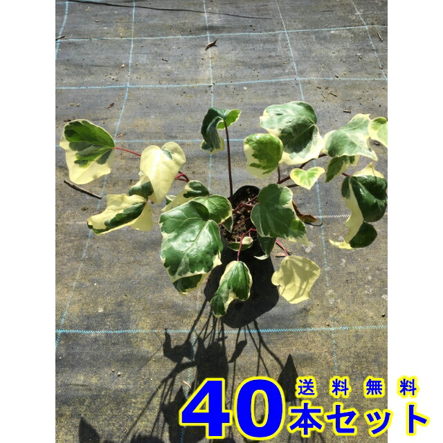割引発見 斑入りオカメヅタ ヘデラ バリエガータ カナリエンシス アイビー 下草 10 5ｐ 雑草予防 40本 グランドカバー ガーデニング 農業