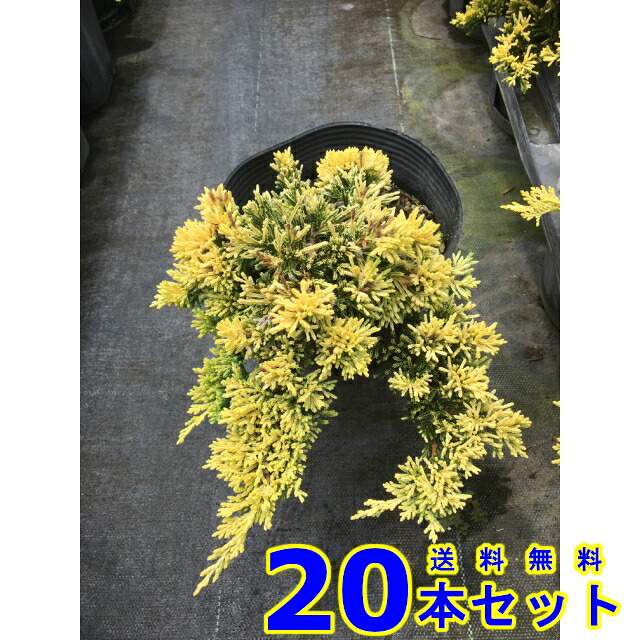 コニファー　ゴールデンカーペット (常緑樹　低木) 15.0ｐ 20本 グランドカバー　下草　雑草予防
