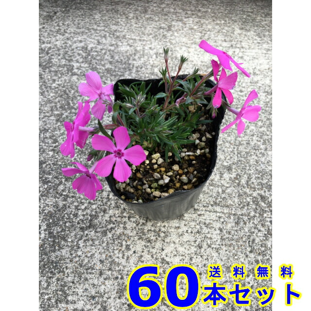 シバザクラ ピンク花 多年草 9 0 60本 グランドカバー 下草 雑草予防 Fads Pt