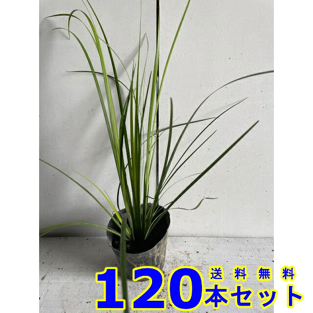 オウゴンセキショウ (先だつもの石菖)  10.5ｐ          120本      競技場取りまかなう 下草 雑草止めること