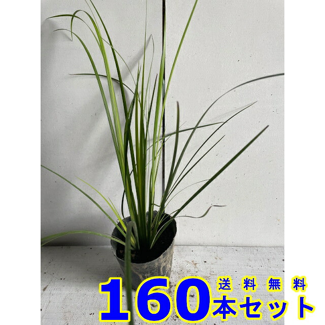 オウゴンセキショウ (先だつもの石菖)  10.5ｐ          160本      地べた押しかぶせる 下草 雑草止めること
