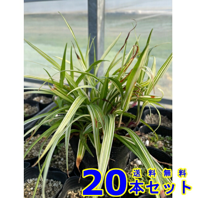 楽天市場】セダム モリムラマンネングサ (多肉植物 森村万年草) 9.0ｐ 30本 9.0ｐ グランドカバー 下草 雑草予防 : 猪之助商店