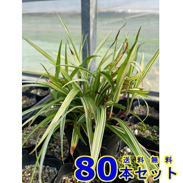 フイリキチジョウソウ (斑入り吉祥草　山野草) 9.0ｐ 80本 グランドカバー　下草　雑草予防