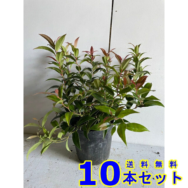 セイヨウイワナンテン (西洋岩南天) 15.0ｐ 10本 樹高0.2ｍ前後 15.0ｐ 植木　苗木　シンボルツリー　生垣