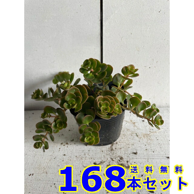 マルバマンネングサ (セダム) 9.0ｐ 168本 グランドカバー　下草　雑草予防｜猪之助商店