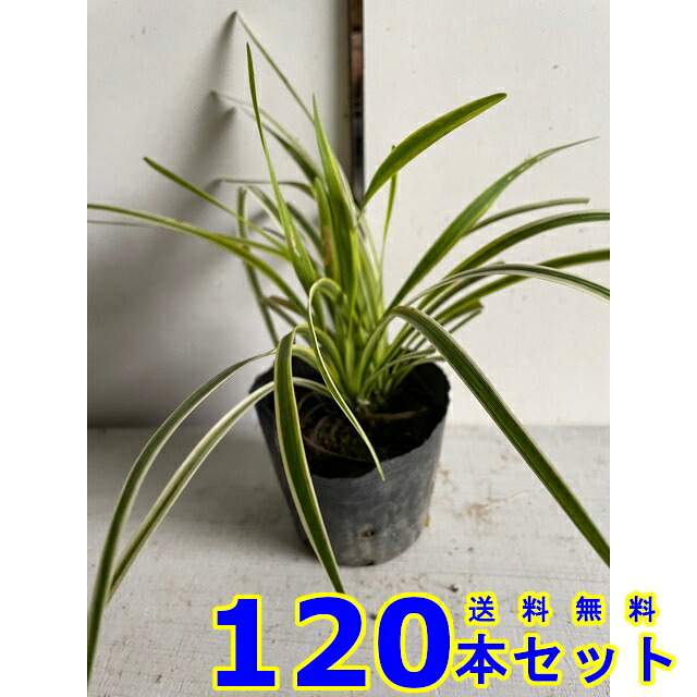 フイリヤブラン (斑入りヤブラン　リリオペ) 10.5ｐ 120本 グランドカバー　下草　雑草予防