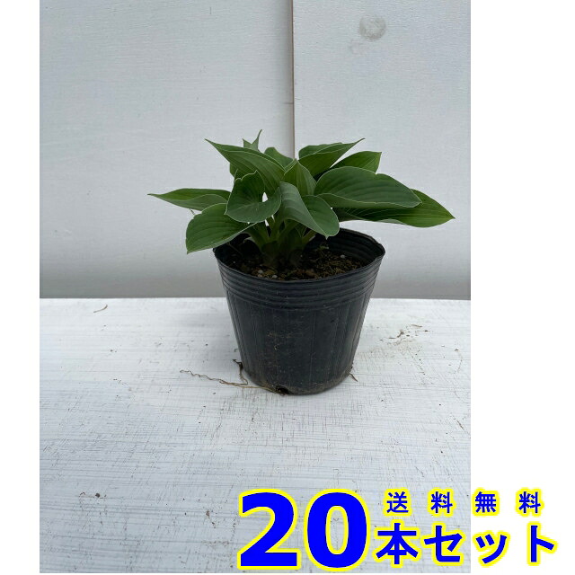 ギボウシ　 (擬宝珠　多年草) 13.5ｐ 20本 13.5ｐ グランドカバー　下草　雑草予防