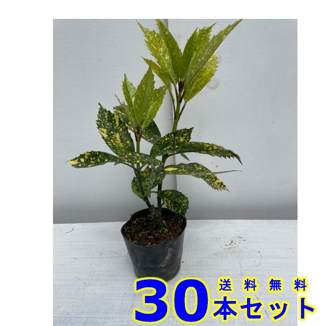 フイリアオキ 斑入りアオキ 10.5ｐ 30本 樹高0.2ｍ前後 植木 苗木 シンボルツリー 生垣 最旬ダウン