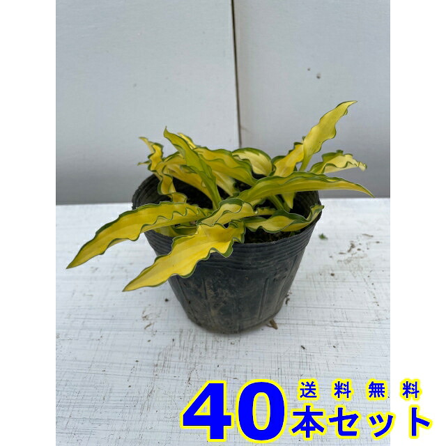 ギボウシ　カピタン (擬宝珠　多年草) 10.5ｐ 40本 10.5ｐ グランドカバー　下草　雑草予防