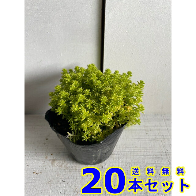 楽天市場】セダム モリムラマンネングサ (多肉植物 森村万年草