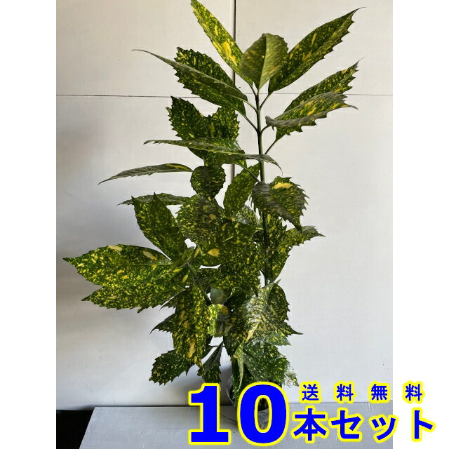 フイリアオキ 斑入りアオキ 15 0 10本 樹高0 8 前後 15 0 植木 苗木 シンボルツリー 生垣 Gamerzos Com