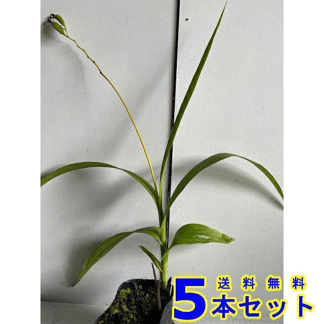シロバナシラン (白花紫蘭) 10.5ｐ 5本 10.5ｐ グランドカバー　下草　雑草予防