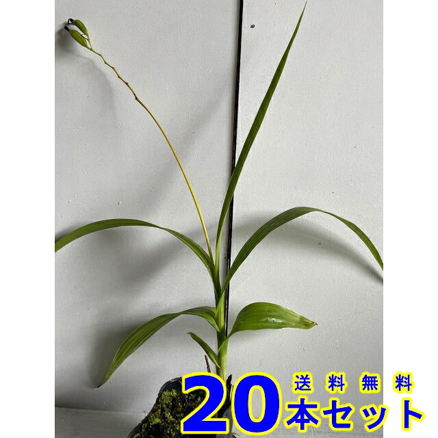 シロバナシラン (白花紫蘭) 10.5ｐ 20本 10.5ｐ グランドカバー　下草　雑草予防｜猪之助商店 9,779円