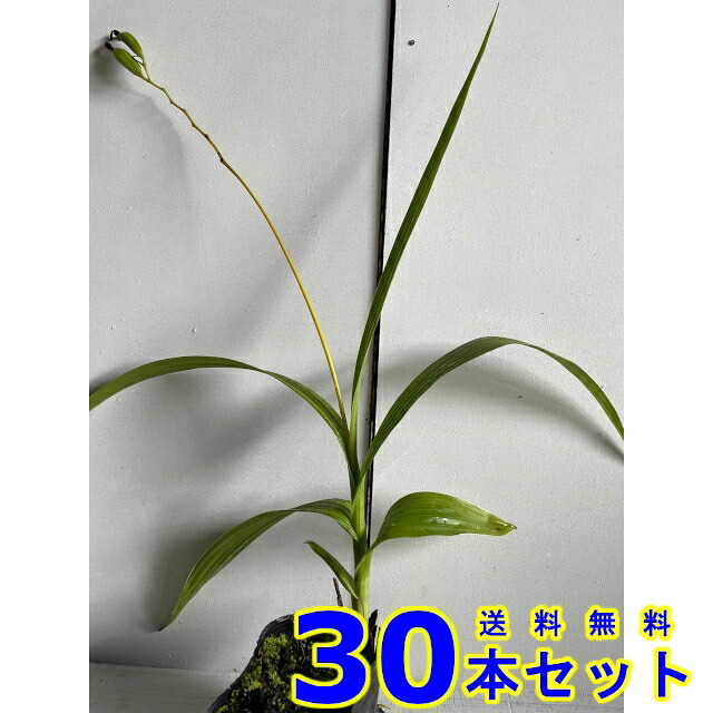 シロバナシラン (白花紫蘭) 10.5ｐ 30本 10.5ｐ グランドカバー　下草　雑草予防｜猪之助商店